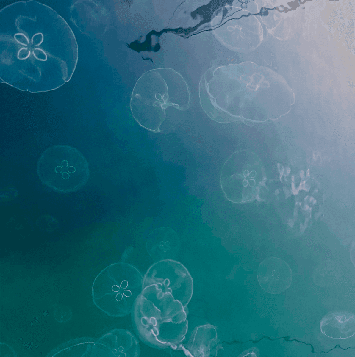 Jellyfish